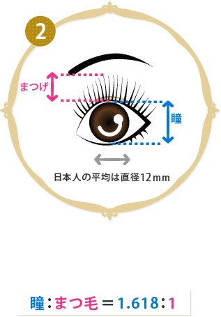 瞳（日本人の平均は直径12mm）に対する、まつ毛（黒目上の一番長い部分）の比率 瞳：まつ毛＝1.618：1
