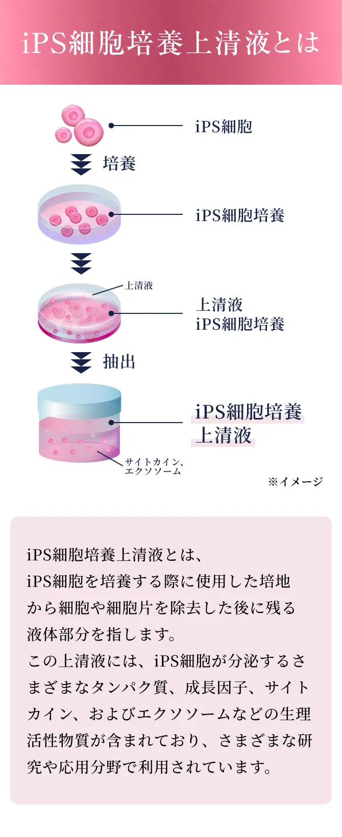 iPS細胞培養上清液